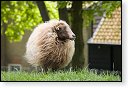 schaap ovis aries landbouw veeteelt industrie vee polder agrarisch agricultuur milieu klimaat stikstof co2 bio ecologisch biologisch natura2000 planetproof natura 2000 veehouderij